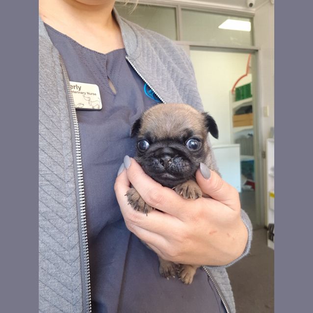 Photo of Pugsley