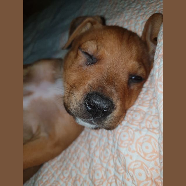 Photo of Rolo 