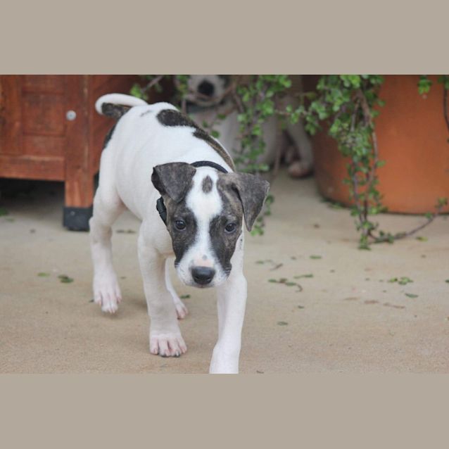 Photo of Stryker 