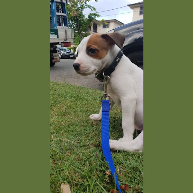 Photo of Blitzen 