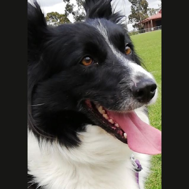 Photo of Pippar 