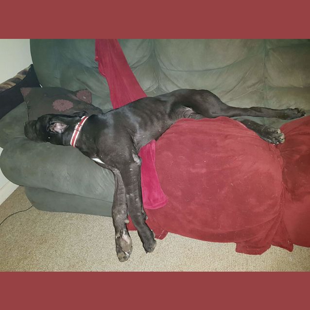 Photo of Harley 