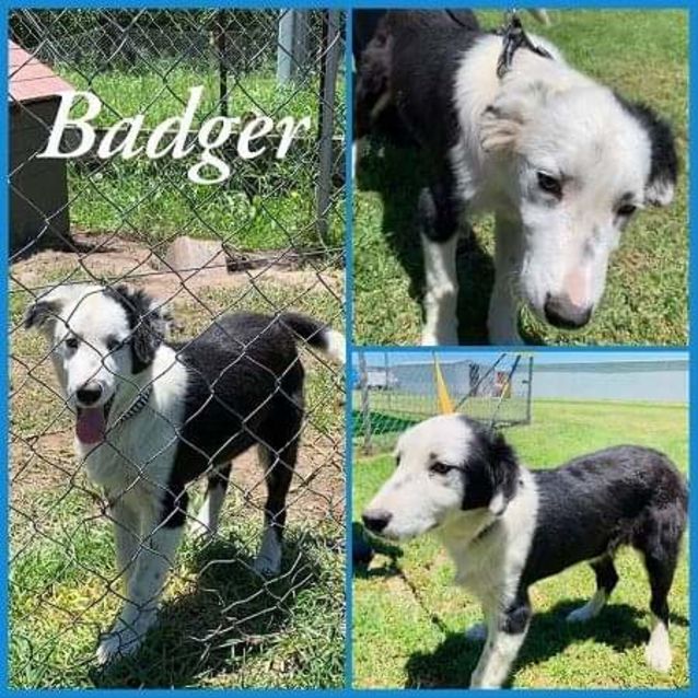 Photo of Badger