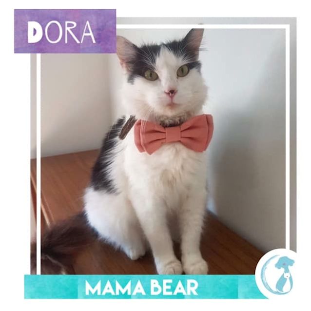 Photo of Dora