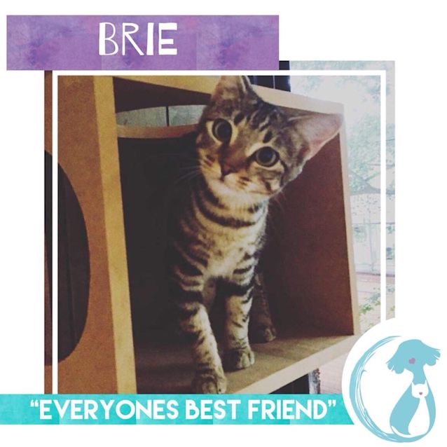 Photo of Brie