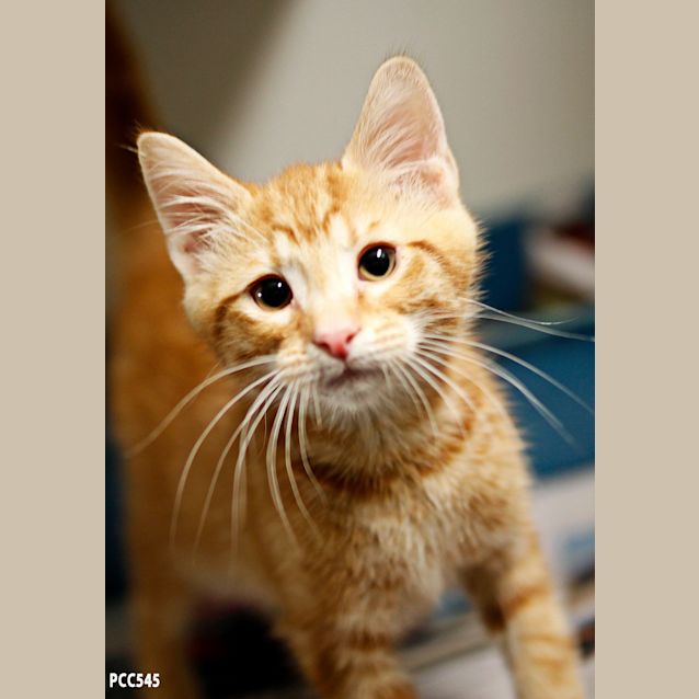 Photo of Ginger Meggs