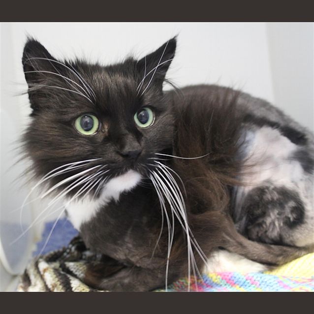 Photo of Socks