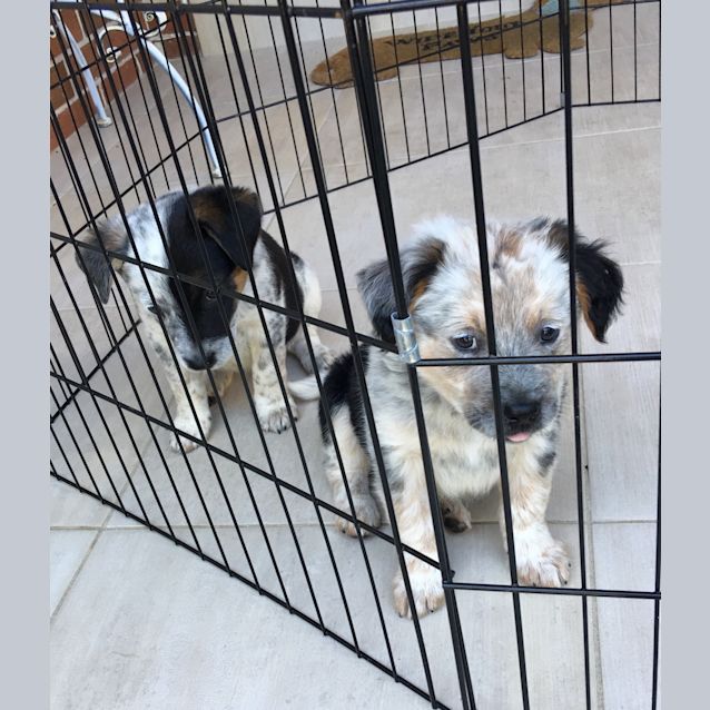 Photo of Tommy One Of 4 Puppies
