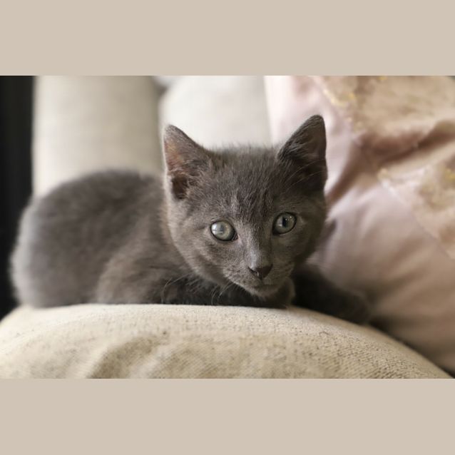 Photo of Fritz The Grey 