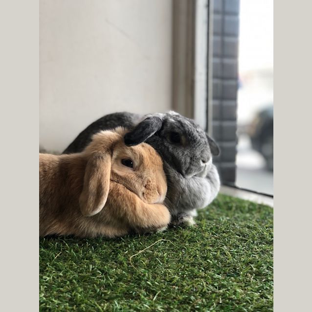 Photo of Coco And Candy