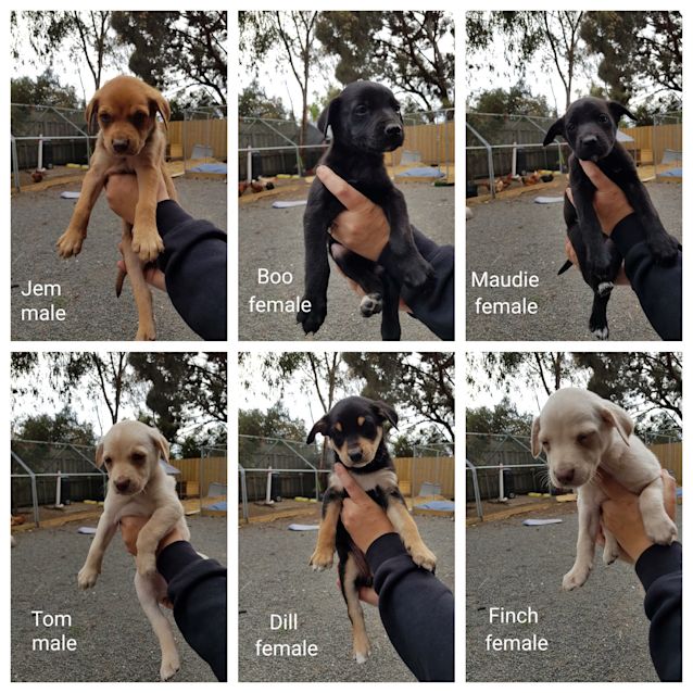 Photo of Kelpie Puppies