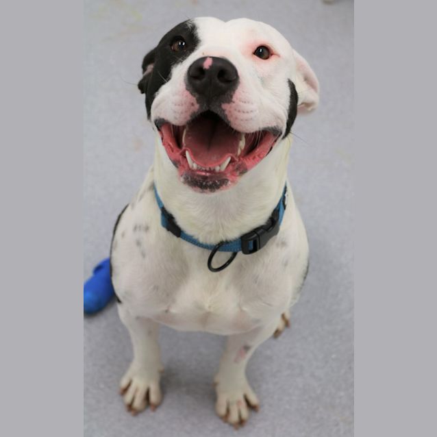 Photo of Buster