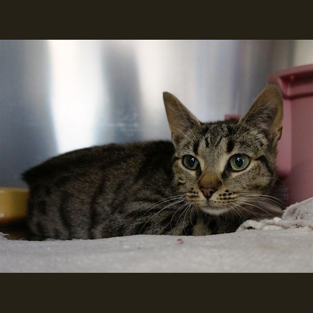 Photo of Gypsy