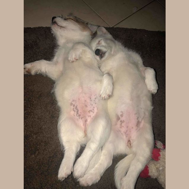 Photo of Possum