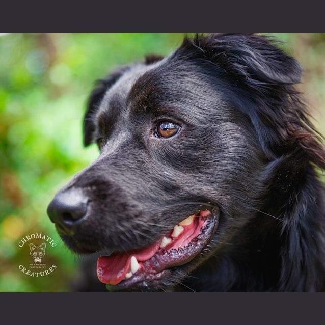Photo of Ollie