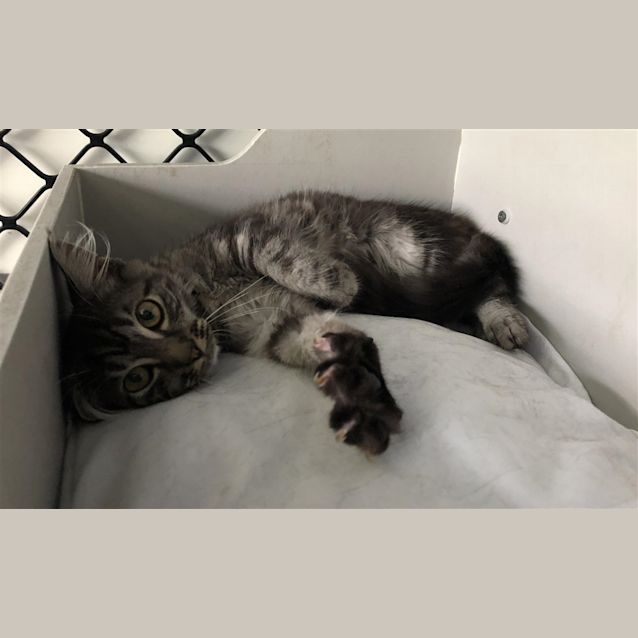 Photo of Tigger