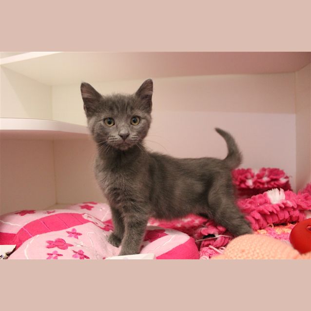 Photo of Chevy