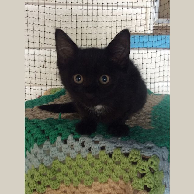 Photo of Jingles