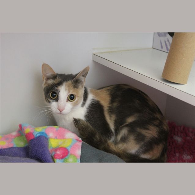 Photo of Pancake