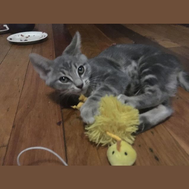 Photo of Nova