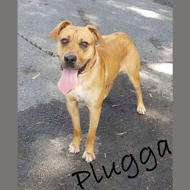 Photo of Plugga