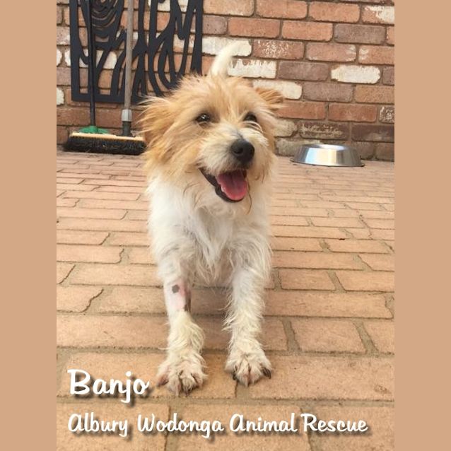 Photo of Banjo