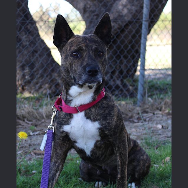 Photo of Shadow