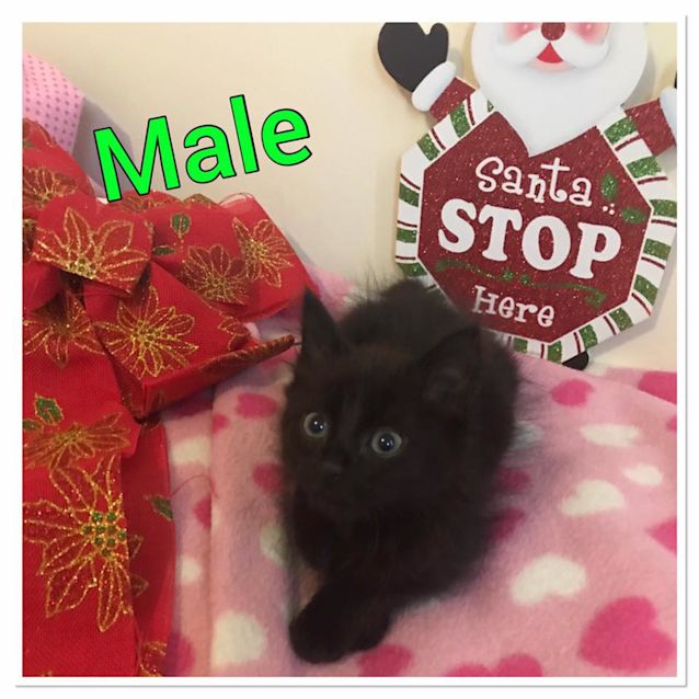 Photo of Black Kitty