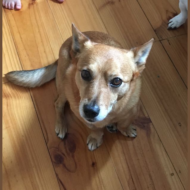 Photo of Mr Fox **On Trial**