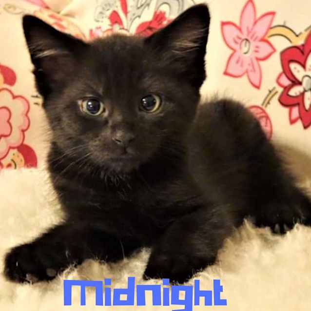 Photo of Midnight