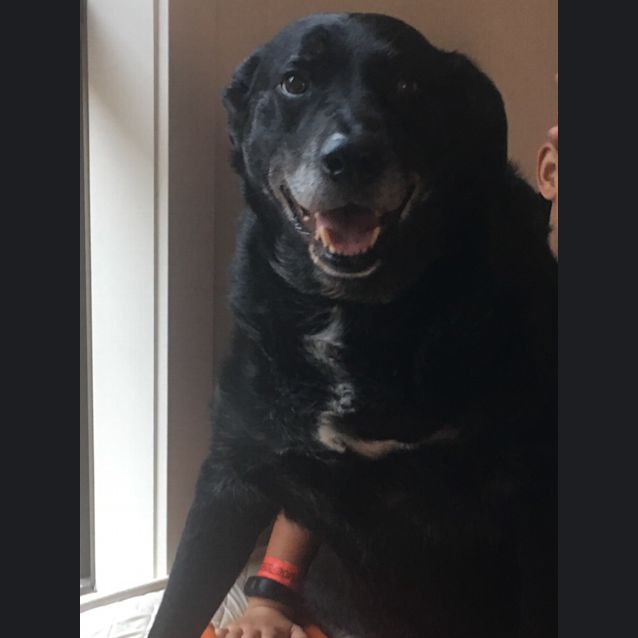 Photo of Nitro