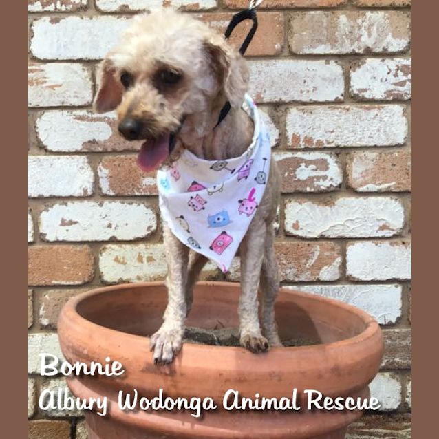 Photo of Bonnie