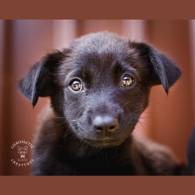 Photo of Arlo