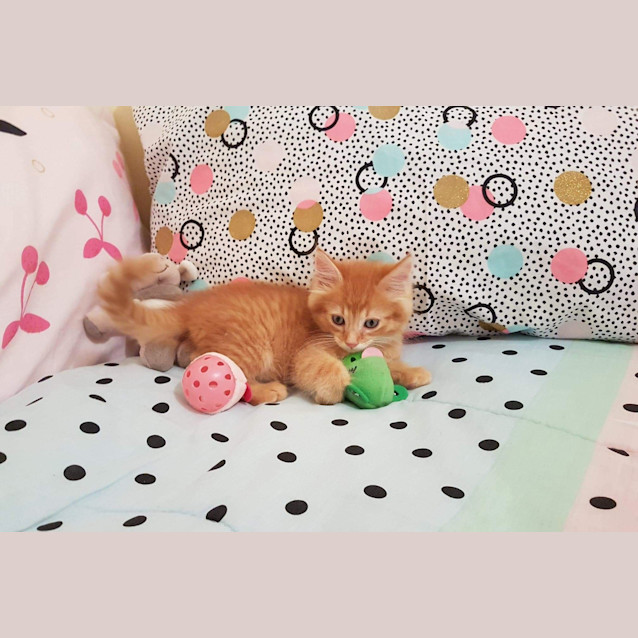Photo of Cheerio 