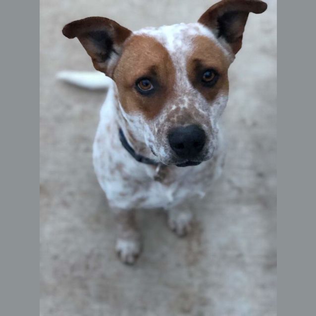 Photo of Toby