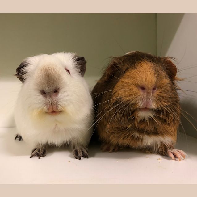 Photo of Snow & El (De Sexed Male Paired With Female) 