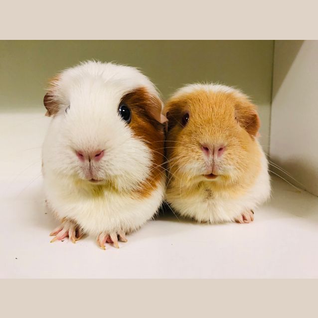 Photo of Toffee & Caramel 