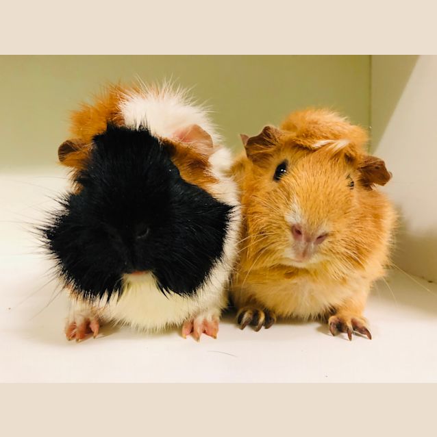 Photo of King Kong And Jane (De Sexed Male)