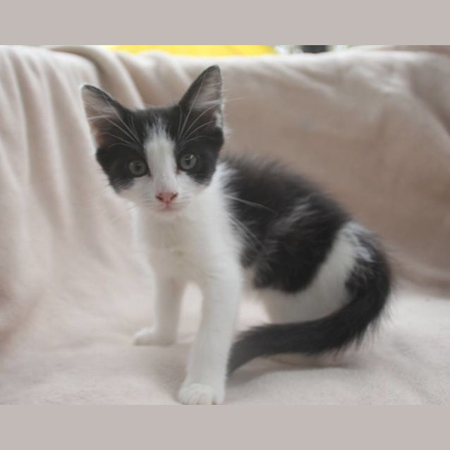 Photo of Pebbles 