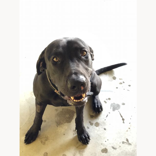 Photo of Brutus