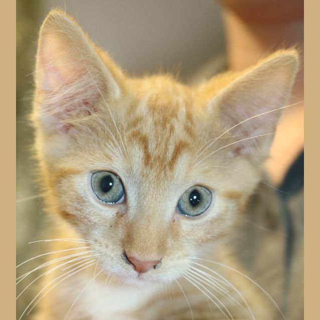 Photo of Elfin