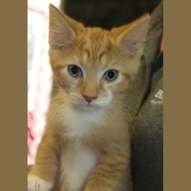 Photo of Jingle