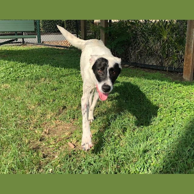 Photo of Barkley   K130385