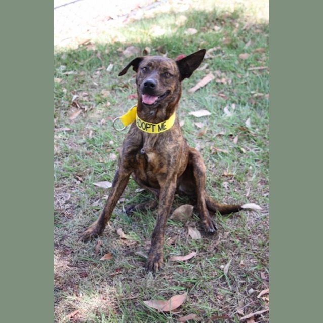 Photo of Shadow   K114259