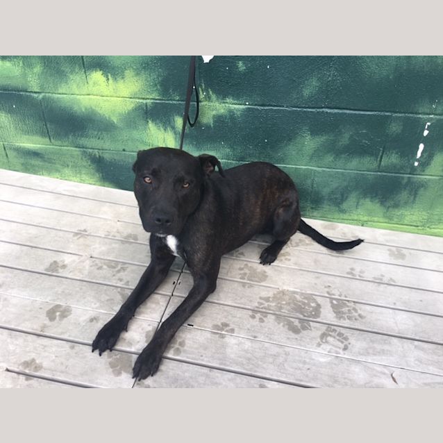 Photo of Thor   K119598