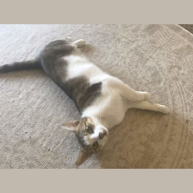 Photo of Sarabi 