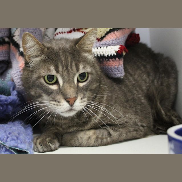 Photo of Smokey