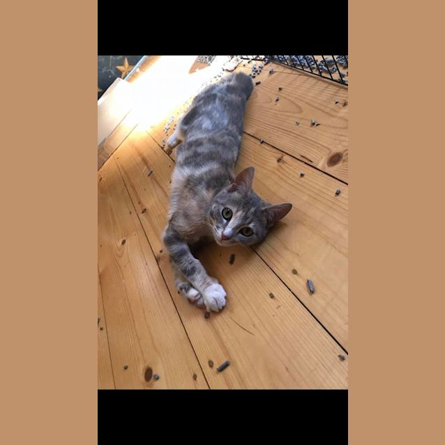 Photo of Gracie
