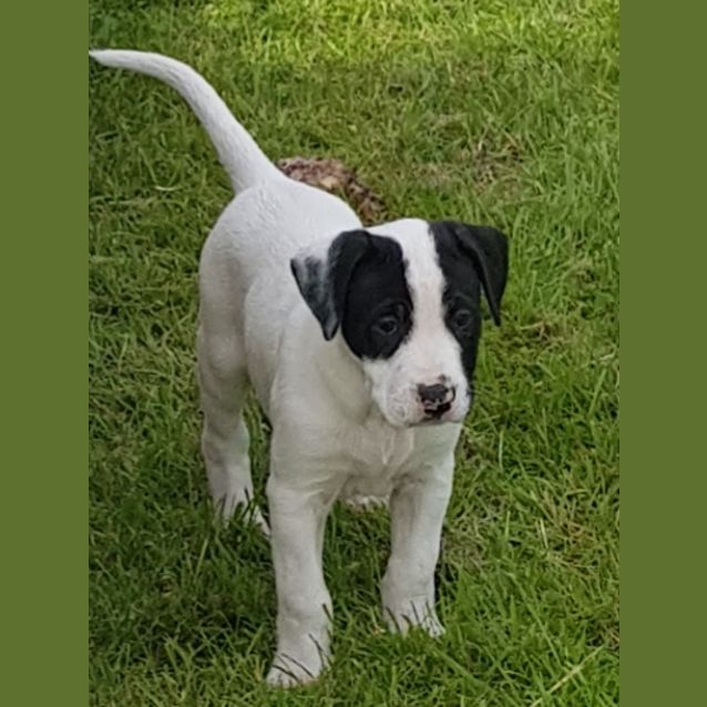Photo of Sprocket
