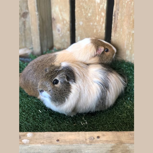 Photo of Miso And Mochi